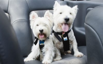 Traveling With Your Pet This Holiday? Bone Voyage!