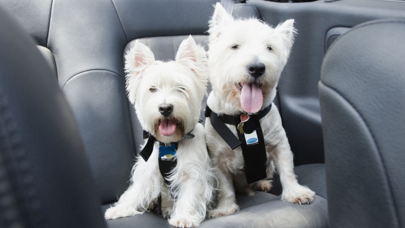 Traveling With Your Pet This Holiday? Bone Voyage!