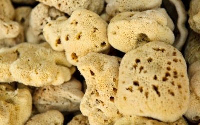 3 Key Characteristics of the Best Startup CEOs