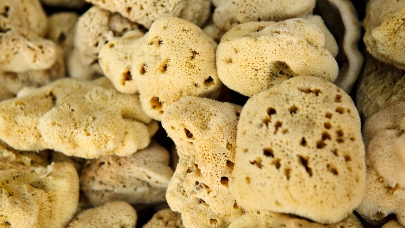 3 Key Characteristics of the Best Startup CEOs