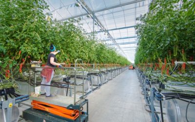 Pure Harvest Aims To Overcome Local Climate Challenges And Make Farming High Tech