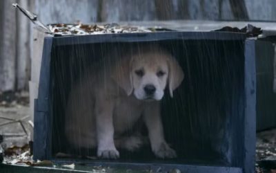 Putting the Super Bowl’s $5 Million Ads Under the Microscope