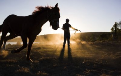 3 Entrepreneurial Lessons I Learned from Raising Horses