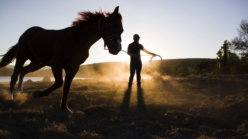 3 Entrepreneurial Lessons I Learned from Raising Horses