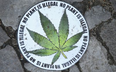 Marijuana Lobby Grows As Legalization Spreads Throughout Country