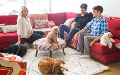 Rover and DogVacay merge to dominate the pet-sitting market