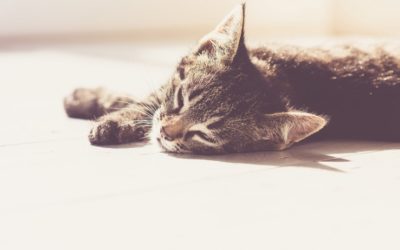 See You at the Top: A Guide to Winning at Customer Service