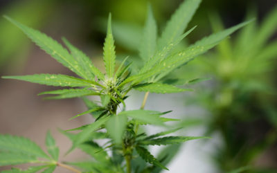 Boulder company specializes in helping marijuana-related startups get off the ground