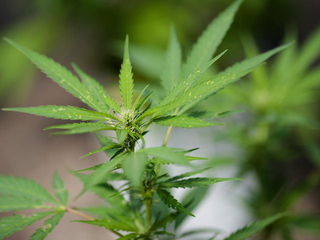 Boulder company specializes in helping marijuana-related startups get off the ground