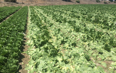 Full Harvest raises $2 million to stop farmers from tossing ‘ugly’ fruit and veggies