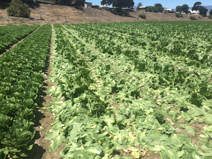 Full Harvest raises $2 million to stop farmers from tossing ‘ugly’ fruit and veggies