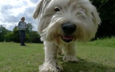 On-demand dog walking startup Wag quietly raised funding from General Catalyst and Sherpa Ventures