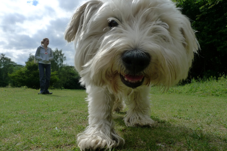 On-demand dog walking startup Wag quietly raised funding from General Catalyst and Sherpa Ventures