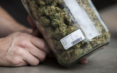 First Year of Recreational Marijuana Sales Are a Tax Windfall for Oregon