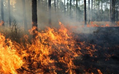 How to Avoid Regulatory Fire in the Gig Economy