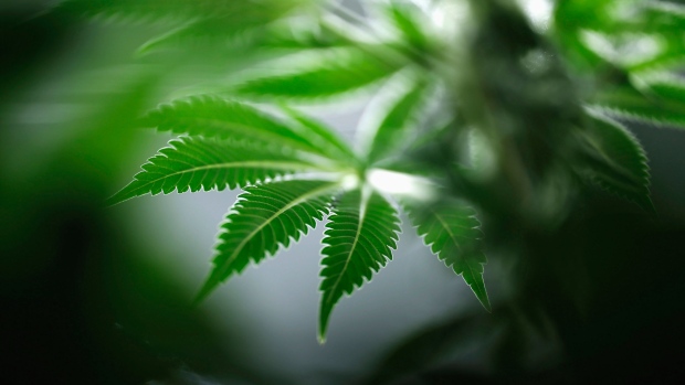 Marijuana startups get new funding from ‘streaming’ deals