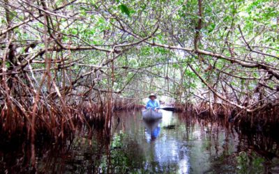 Mangrove raises $170M for its new fund to invest in Europe and Israeli startups
